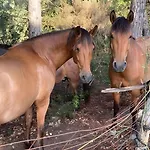 Bacom * Caldes de Malavella